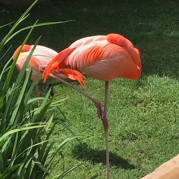 Meet your Posher, Lo - Picture 2 of 3